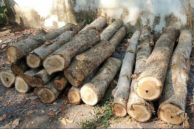 Pengertian dan Jenis-Jenis Kayu Yang Ada di Indonesia