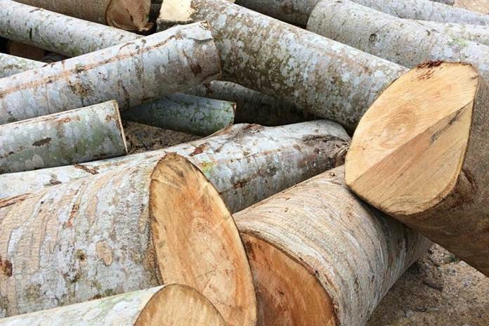 Harga Kayu Sengon Albasia dan Kelebihanya Harga Kayu Sengon Albasia dan Kelebihanya