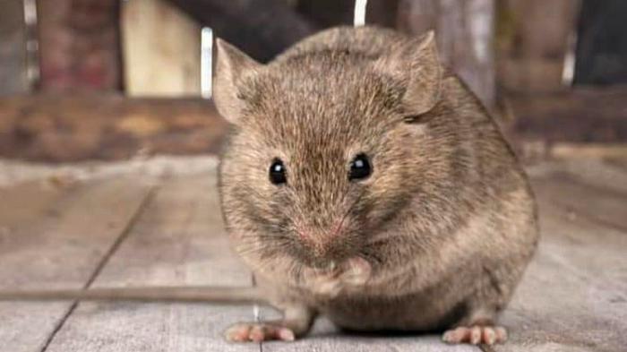 Jenis - Jenis Tikus yang ada di Sekitar Kita